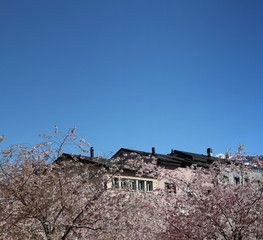 Oh la la la ville en fleurs !