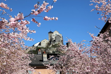Les cerisiers en fleurs encadrent le Château de Valère.