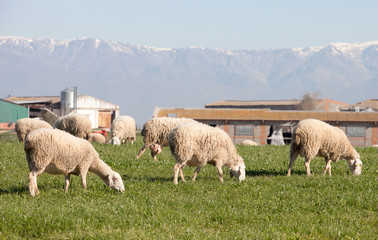 Sheeps grazing in the meadow of Extremadura