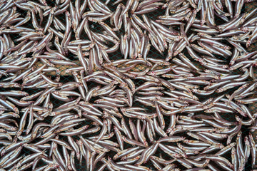Planty of little anchovy fish drying on open air