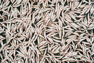 Planty of little anchovy fish drying on open air