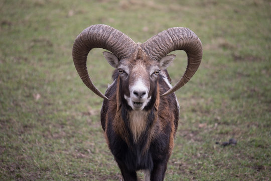 Muffelwild