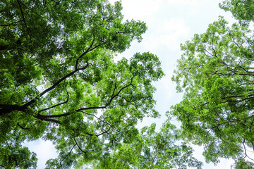 Green leaves