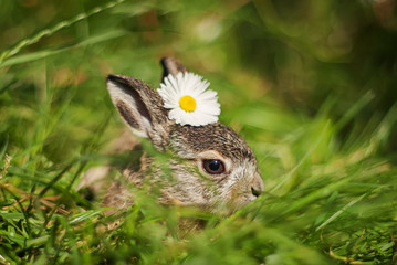 little rabbit on green grass background