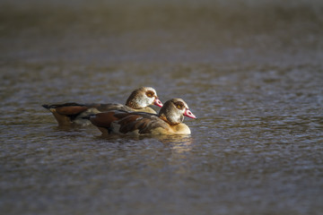 Nilgans © Rosemarie Kappler