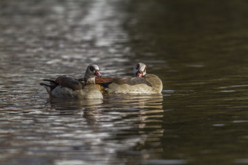 Nilgans