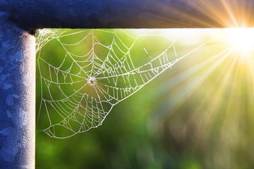 Das Netz einer Spinne