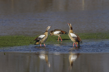 Nilgans © Rosemarie Kappler