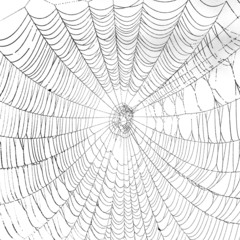 Obraz premium Das Netz einer Spinne