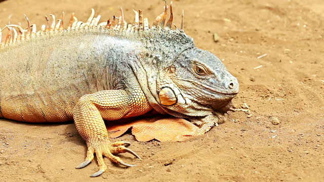 Iguana or lizard on yellow sand in desert