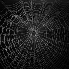 Das Netz einer Spinne