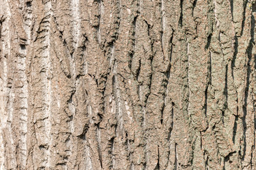 Tree Bark Background Texture Close Up