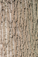 Obraz premium Tree Bark Background Texture Close Up