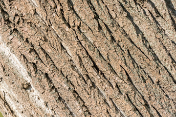 Tree Bark Background Texture Close Up