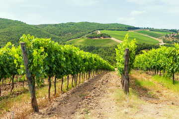 Fototapeta na wymiar Vine on a background of the Tuscan hills in the summer
