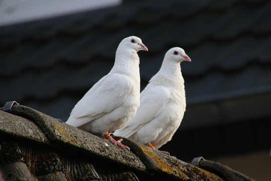 Weiße Tauben