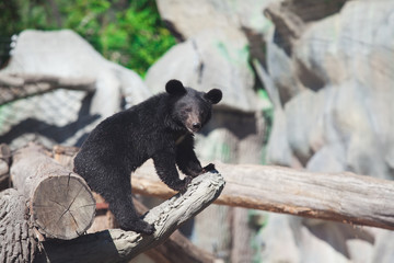 Little bear sitting on old dry log
