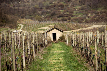 Obraz premium Vineyards with Old House