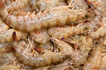 fresh shrimps