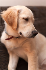 puppy dog - golden retiever