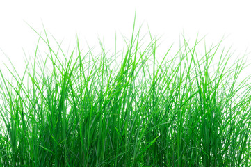 Sauergräser als Freisteller vor weißem Hintergrund