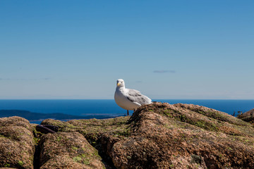 Fototapeta na wymiar Seagull on Mountaintop Looking at Camera
