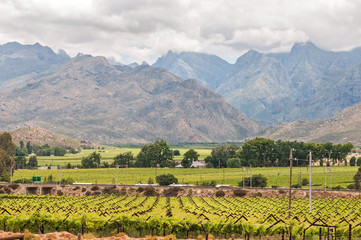 Fototapeta na wymiar View of vineyards and mountains in the Hex River Valley