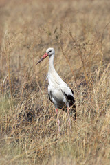 White stork in the grass