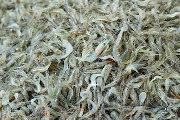 Fresh shrimp in the market