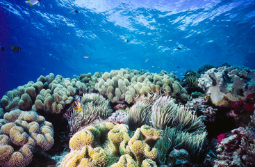 Naklejka na ściany i meble Shallow Coral reef Palau Micronesia
