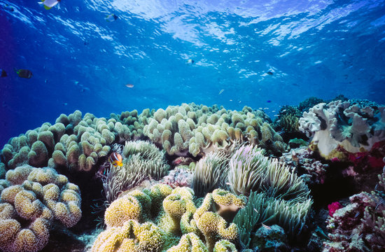 Fototapeta Shallow Coral reef Palau Micronesia