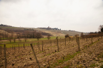 Winter vineyard