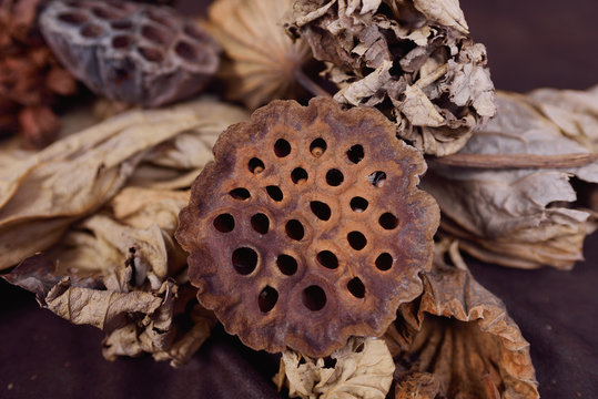 Dried seedpod of the Lotus
