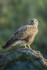 common buzzard