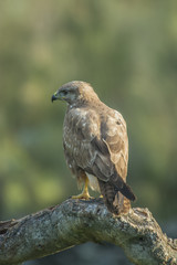 common buzzard