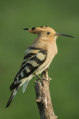 hoopoe