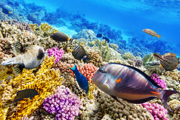 Underwater world with corals and tropical fish.