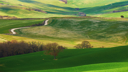 Beautiful green field in the spring setting sun in the backgroun