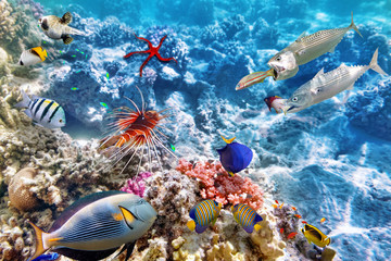 Underwater world with corals and tropical fish.