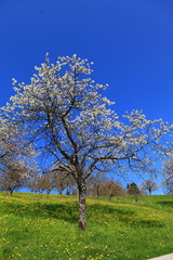 Obraz premium Löwenzahn- und Kirschbaumblüte