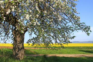 Frühlingslandschaft