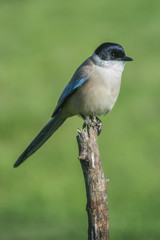 Iberian Magpie