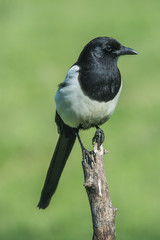 magpie