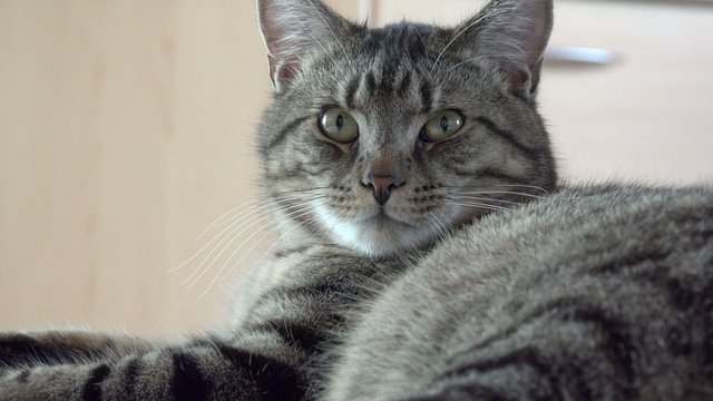 liegende graue Katze