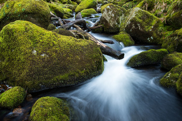 Fototapeta na wymiar Stream in old forest, blurred water in fast motion