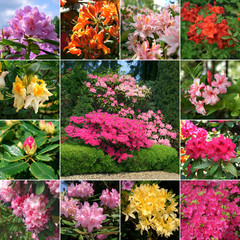 Rhododendron collage