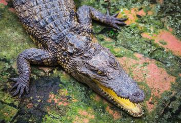 water bodies on the Crocodile Farm in Dalat.
