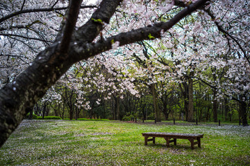 Obraz na płótnie Canvas 桜のある風景