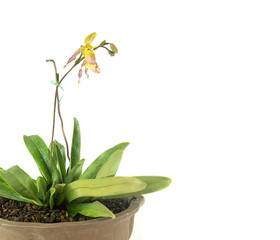 Pot of lady slipper orchids