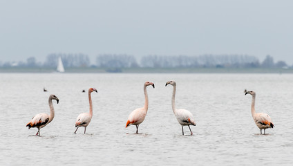 group of flamingos in th wild